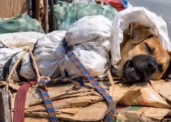 Full rescue here: T2409026_Animal Found In Desperate Need Of Help