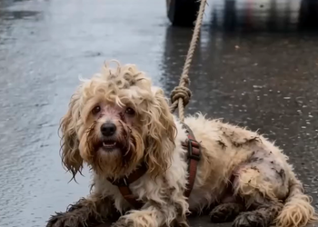 Full rescue here: T2409024_A weak little body in the mud