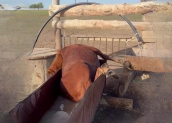 Full story here: T0510008_Rescue Horse on Reels