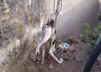 Full rescue story: T0710060_Lost Animal Waits Quietly For Rescue