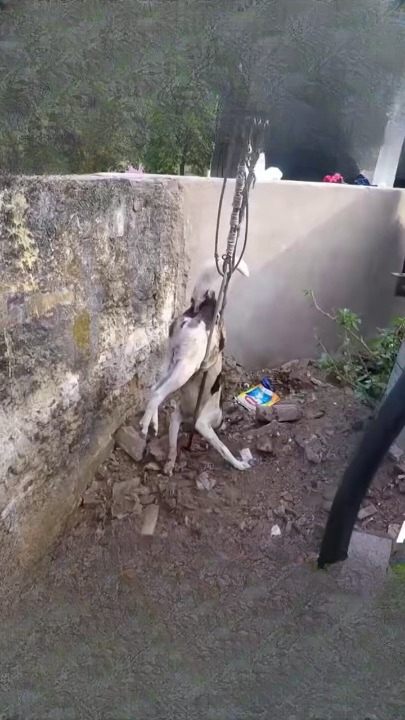 Full rescue story: T0710060_Lost Animal Waits Quietly For Rescue