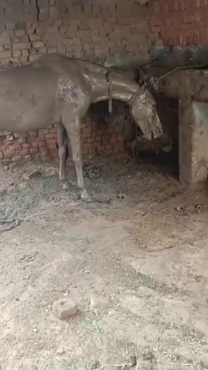 Full rescue here: T2310013_Stray Horse
