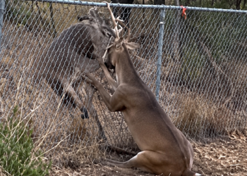 Full rescue here: T2409067_A Touching Rescue Gives This Animal New Hope
