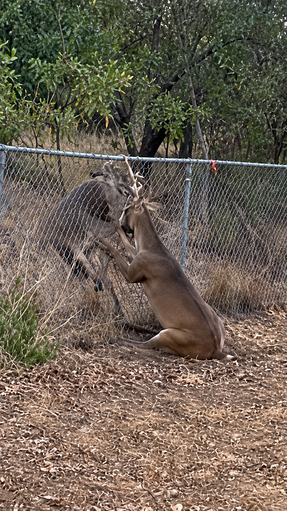 Full rescue here: T2409067_A Touching Rescue Gives This Animal New Hope