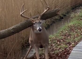 Full rescue here: T3008030_deer was trapped in fear, but one kind act gave it chance to be