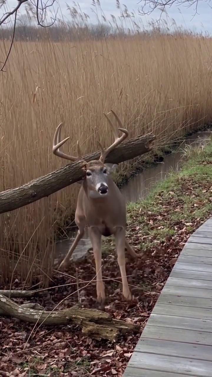 Full rescue here: T3008030_deer was trapped in fear, but one kind act gave it chance to be