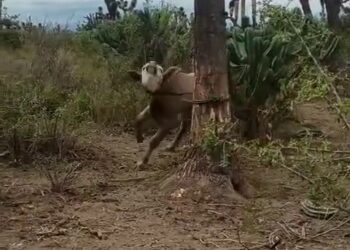 Full rescue here: T3008032_Rescuing a Trapped Cow