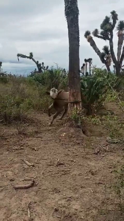 Full rescue here: T3008032_Rescuing a Trapped Cow