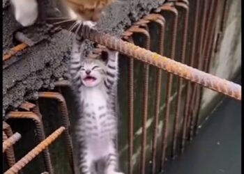 Full rescue here: T3008050_Heroic Rescue Mama Cat s Brave Leap to Save Her Baby