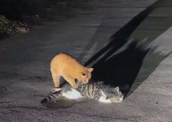 Full rescue here: T3008051_I rescued a stray cat that lost its companion