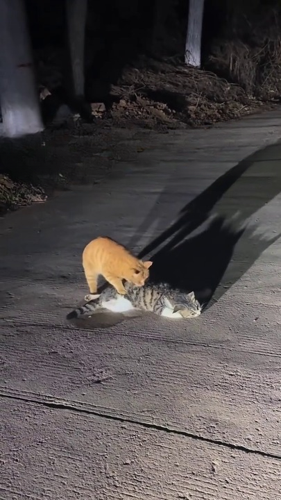 Full rescue here: T3008051_I rescued a stray cat that lost its companion