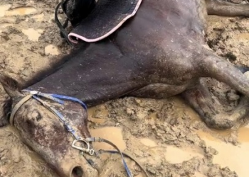 Full rescue here: T3008061_Nanchong Horse Racing Story Just 20 meters away from crossing the line in first place