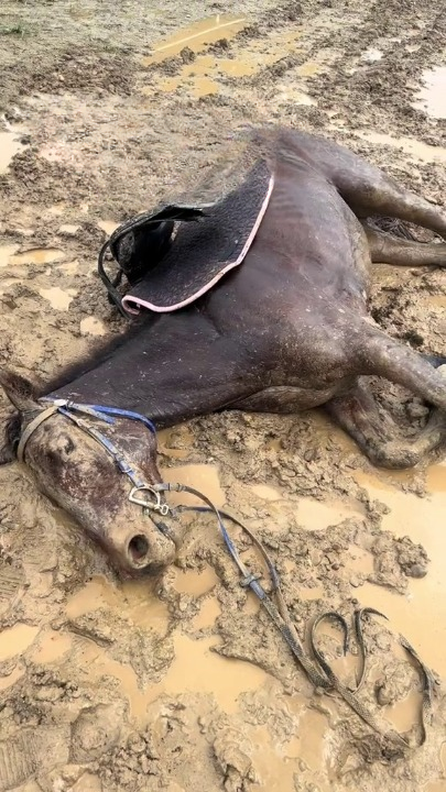 Full rescue here: T3008061_Nanchong Horse Racing Story Just 20 meters away from crossing the line in first place
