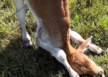 Full rescue story: T0210008_Rescue Trapped Cow