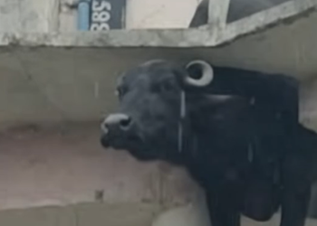 Full rescue story: T0210006 – Rescuing the old buffalo