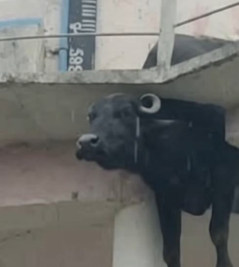 Full rescue story: T0210006 – Rescuing the old buffalo