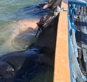 Full rescue story: T1910016_Watch what the cow is up to! #funnyreels #cow #comedyshorts#cow #comedyshorts