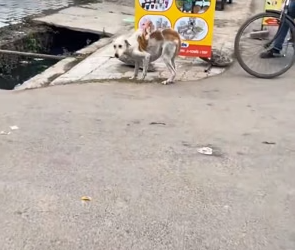Full rescue story: T1910029_I found a deformed dog with a bone dangling inside his body. I rescued him and then…#dog #recuse #